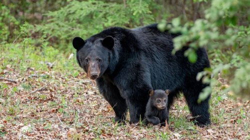 ¿Qué debo hacer si veo un oso andando en mi colonia?