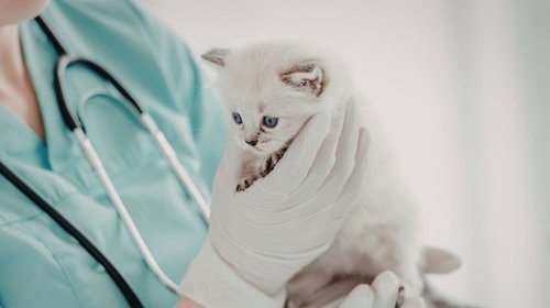 Proponen reforma para frenar sobrepoblación de animales en México