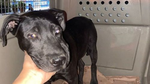 Rescatan a perrito que sufrió maltrato en Marín 