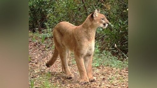 Captan presencia de puma en Reserva Natural de Chipinque 