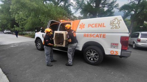 Rescatan a pecarí herido en calles del sector Cumbres