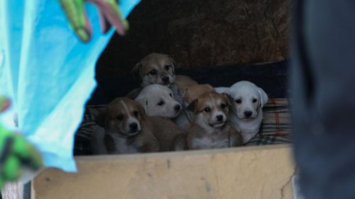 Rescatan a siete cachorros y a su madre en Apodaca