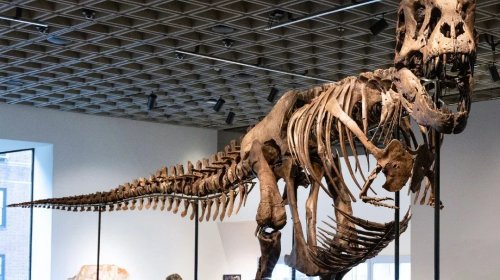 Subastan esqueleto de T-Rex en $50 millones de dólares