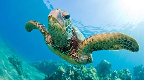Las tortugas marinas se orientan por su percepción del magnetismo