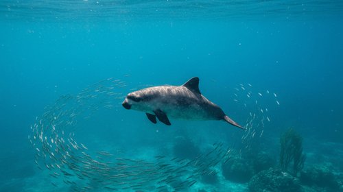 México confirma avistamiento de entre siete y 10 vaquitas marinas