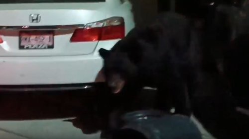 Oso merodea calles de Campestre Mederos en Monterrey