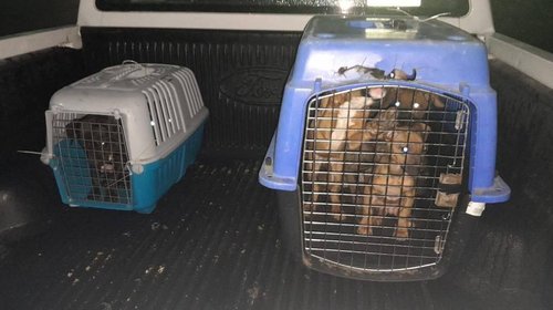 Multan con 1 millón de pesos a dueño de criadero de perros