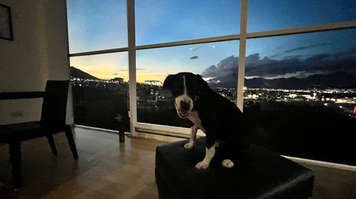 Los multan hasta por subir a sus perros a los elevadores