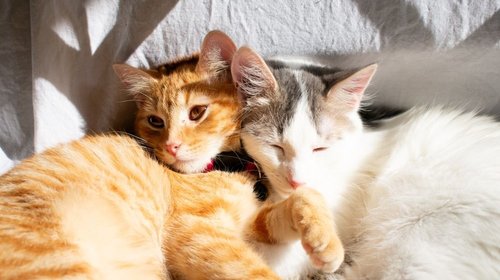 En esta ciudad cobrarán un impuesto por los gatos