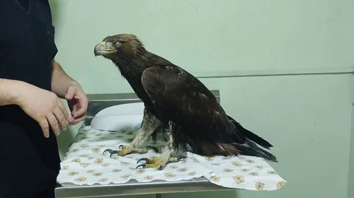 Rescatan a águila real de Simeprode en Salinas Victoria