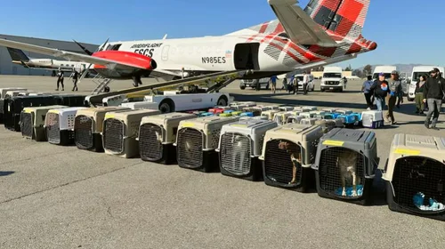 Trasladan a 176 perros y gatos rescatados de los incendios en LA