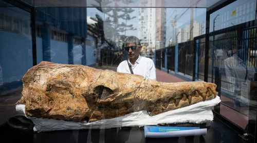 Descubren fósil de tiburón de 9 millones de años