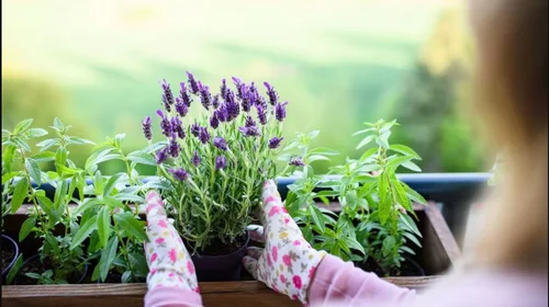 Aprende a cultivar tu propia lavanda con esta guía paso a paso
