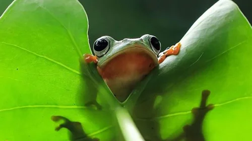 Para combatir a las superbacterias… ¡las ranas!