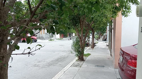 Evalúan 1,000 solicitudes de tala o poda de árboles en Saltillo
