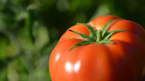 Seguirán 'ruta de acción' para reforzar industria del tomate