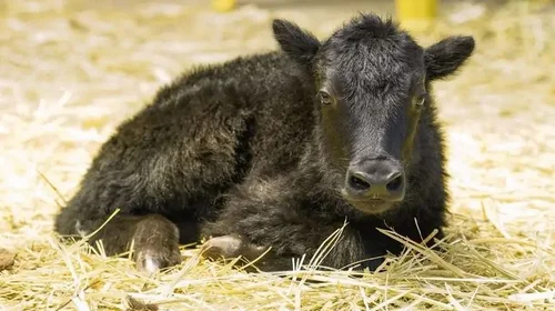 China clona a un ejemplar de yak con 'mejora genética'