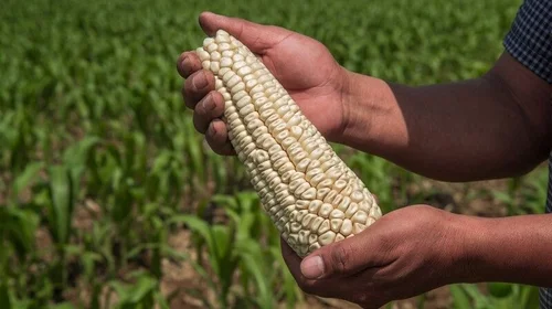 ¡Sí habrá tortillas!: Garantizan abasto de maíz blanco para 2025