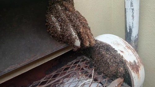 Retiran 600 panales de abejas en Nuevo Laredo en lo que va de año