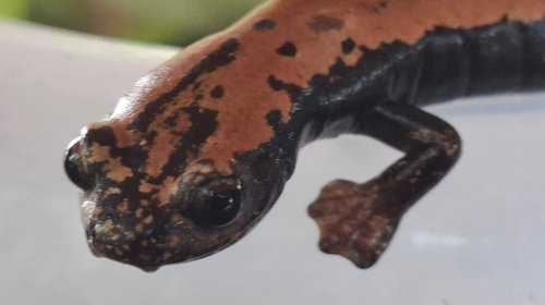 Descubren salamandra protegida en sistema lagunario del Champayán