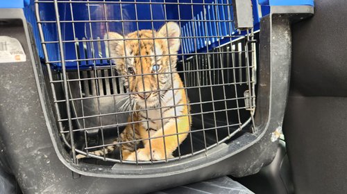 Rescatan a tigre y retiran acumulación de llantas en Escobedo