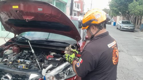 Salva Protección Civil a gato atorado en motor de camioneta