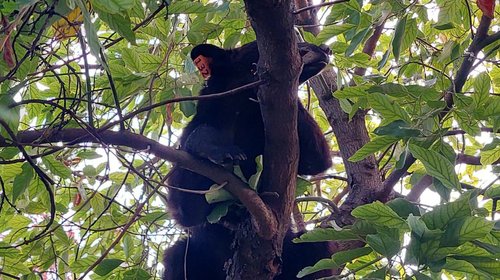 Lanza Santa Catarina campaña de protección a osos