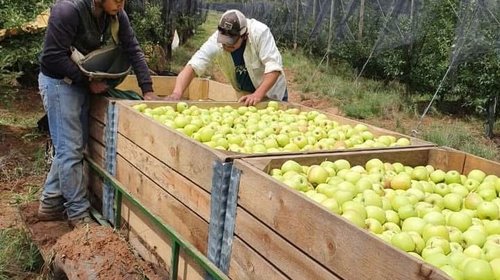 Heladas tardías reducen 70% la producción de manzana en Arteaga
