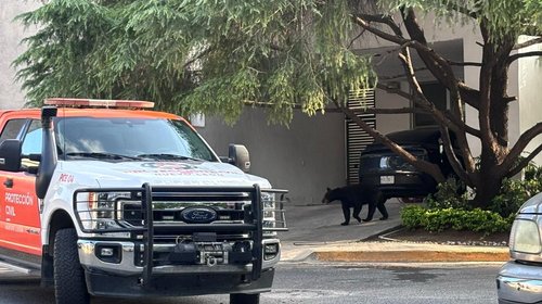 Osa y sus crías causan movilización en San Pedro