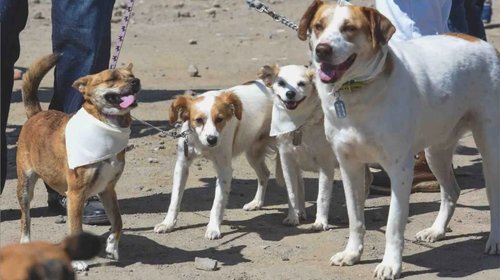 Diputados buscan endurecer penas por maltrato y robo de mascotas