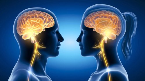 ¿Qué es el nervio vago y cuál es su función en el cuerpo?