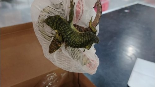 Rescata Guardia Nacional seis caimanes en Aeropuerto de Querétaro