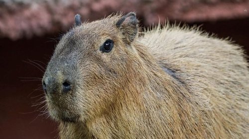 Muere capibara recién ingresado a Zoológico Tamatán en Tamaulipas