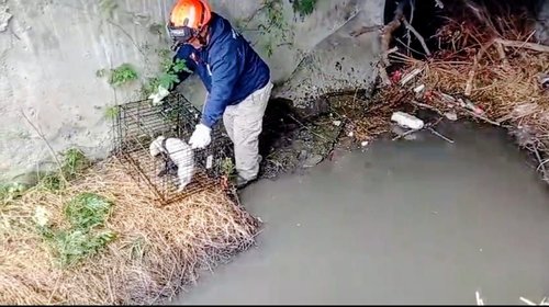 Rescatan a perrito en Guadalupe tras intensa búsqueda en túnel