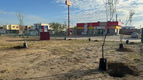 Implementan plan de reforestación al plantar 700 árboles