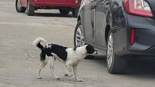 Detectan primer caso de gusano barrenador en mascota