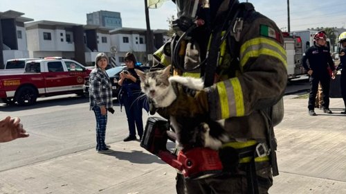 Salvan a cinco gatitos de incendio en Centrika