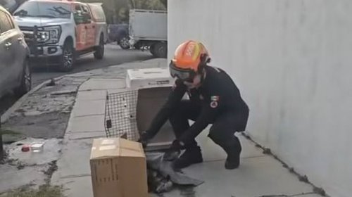 Rescata PCNL a tlacuache víctima de maltrato en Mitras Sur