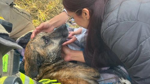 Reportan que perrita Pinta ya se encuentra con sus dueños
