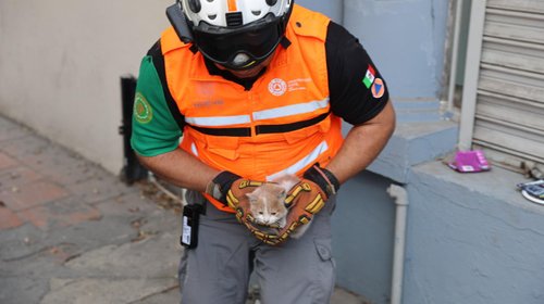Moviliza Protección Civil NL operativo por gatos atrapados