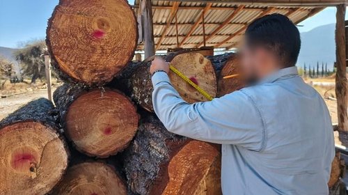 Asegura Profepa cargamento ilegal de madera en Tamaulipas