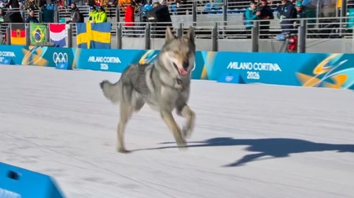 Se roba miradas 'perro atleta' en la final de esquí olímpico