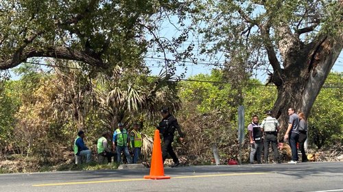 Protección Civil derriba gigantesco árbol en Plan de Ayala