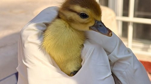 Rescata División Ambiental a patitos en el centro de Monterrey