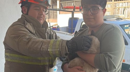 PC rescata a gato que quedó atrapado en árbol por cuatro días
