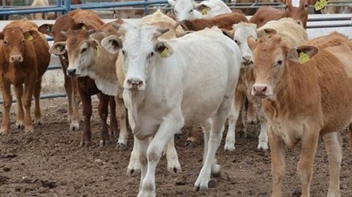 Ante restricción al ganado en EUA, NL compra a otros estados