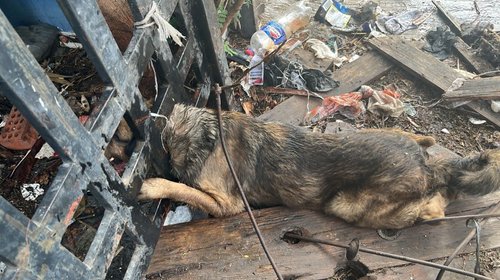 Rescata PC Guadalupe a "Welo", perrito atrapado en barandal