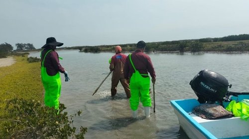 Impulsan desarrollo de granjas de ostión en Aldama y San Fernando
