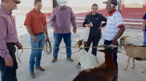 Mejoran la productividad y genética del hato caprino 