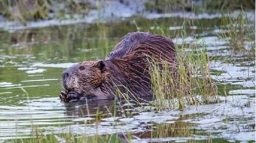 Activistas urgen a proteger al castor americano que habita en NL